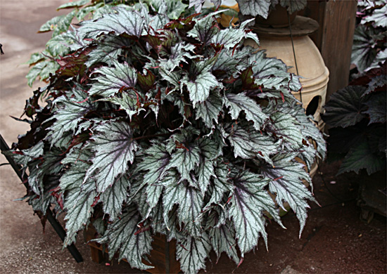 B. ‘Helen Teupel Silver’